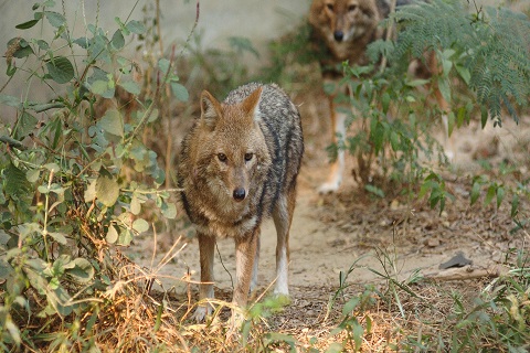 Lucknow Zoo